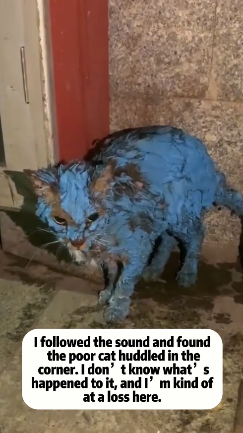 M0911016_kitten was covered in paint, after cleaning,it turned out to_part2