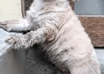 M0911027_Rescue Dog #tiktok #fyp #dog #pet #rescuedog_part2