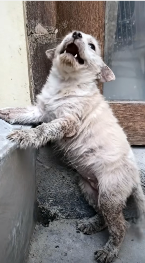 M0911027_Rescue Dog #tiktok #fyp #dog #pet #rescuedog_part2