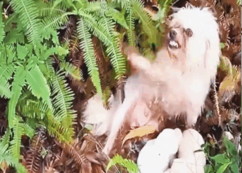 M0111022_As soon as she saw me, the mother dog jumped up happily because she knew someone had come to help her_part2