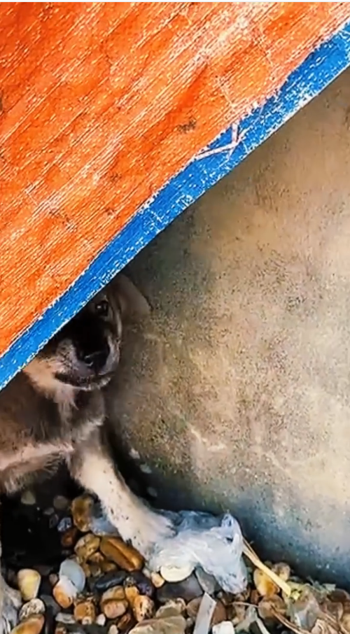 M0911004_Rescuing Scared, Abandoned Puppy_part2