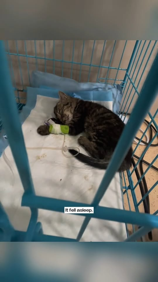 M1111001 saw stray cat fall great height