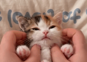 M1111002 found stray cat in garbage bin! It was covered all over part2