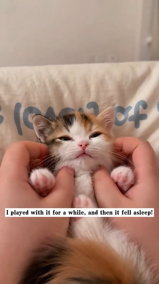 M1111002 found stray cat in garbage bin! It was covered all over part2