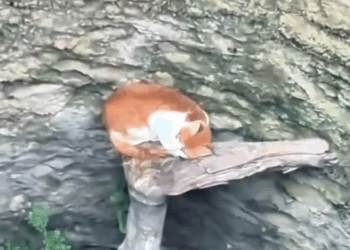 M0911001_Vejam que lindo resgate, esse gatinho caiu nesse poço após fugir de predadores!_part2