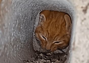 M1111011 kitten was trapped cold, but these people arrived saved part2