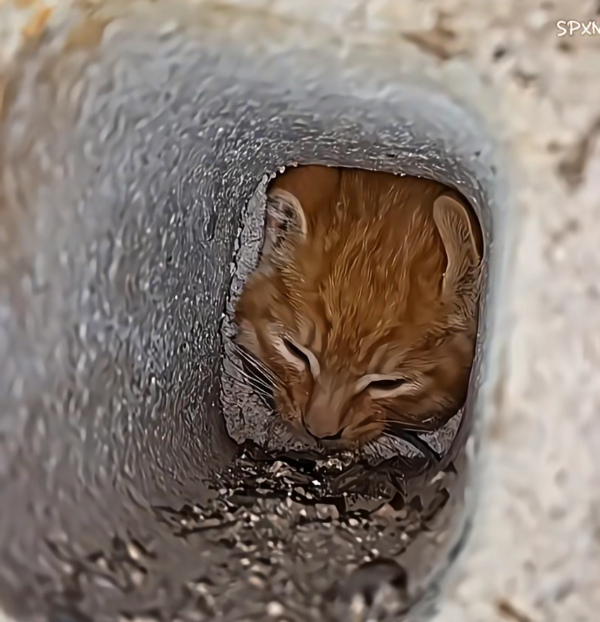 M1111011 kitten was trapped cold, but these people arrived saved part2