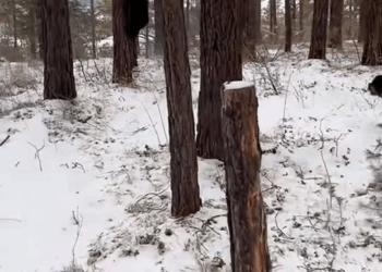 M1111012 found small animal thought it was kitten, but when it grew part2