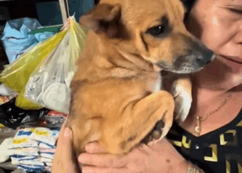 M1111015 Man rescued puppy stuck in wall then #animal #animalsoftikt