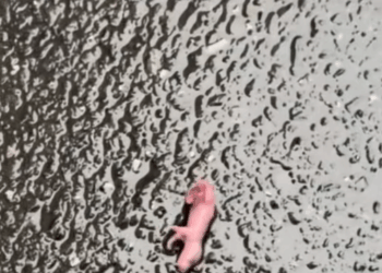 M1111016_rescued newborn hamster!#rescue #animals #fyp #rescue #hamster #s…_part2