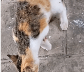 M3011002_Today saw cat seemed to have broken leg. It looked so piti…_part2