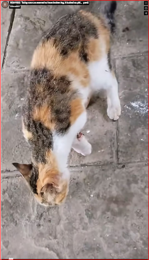M3011002_Today saw cat seemed to have broken leg. It looked so piti…_part2