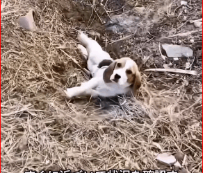 M0112003_ #foryou #fyp #animalprotection #rescue #straydog #dog #straydogprotection #straydogrescue_part2