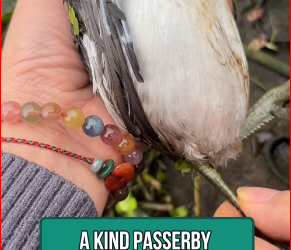 M0812022_Tiny duck rescued from a fishing hook �� Animal Lovers_part2