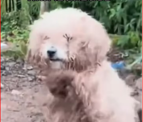 M0812024_ ‘A dog doesn’t need much… only freedom and a little bit of love from humans.’‘Chains may bind its legs… but hope still binds its heart as it waits for help.’