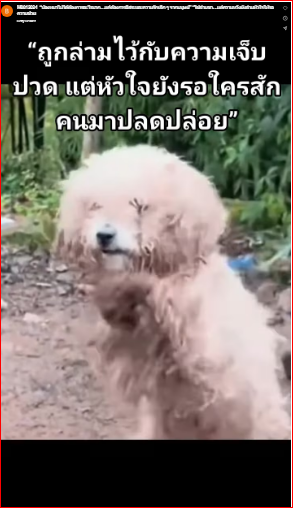 M0812024_ ‘A dog doesn’t need much… only freedom and a little bit of love from humans.’‘Chains may bind its legs… but hope still binds its heart as it waits for help.’