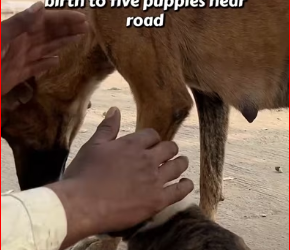 M0812025_For three days she sat where she was left… and every passing car felt like it could be him. Animal’s Cottage – Rescu