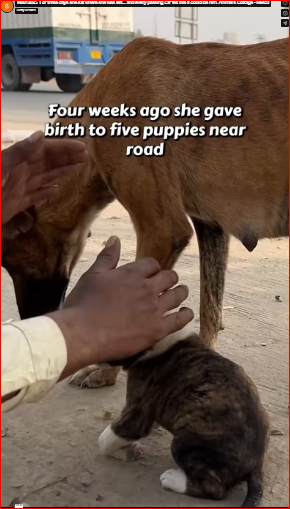 M0812025_For three days she sat where she was left… and every passing car felt like it could be him. Animal’s Cottage – Rescu