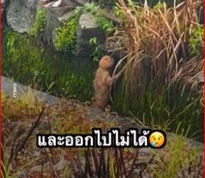 M0812027_ลูกสุนัขกำลังถูกกระแสน้ำพัดพาไป �_part2