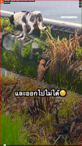 M0812027_ลูกสุนัขกำลังถูกกระแสน้ำพัดพาไป �_part2