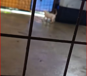 M0812029_Narinig ko umiiyak ang puppies kaya dali dali kong pinuntahan. Nakalusot pala ang ulo sa steel matting. Mother instinct