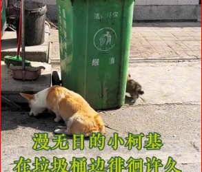 M0812031_ In 40-degree weather, a stray mother and her child are still searching for food. _part2