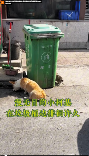 M0812031_ In 40-degree weather, a stray mother and her child are still searching for food. _part2