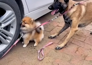 M0812026_Full story here 👉 httpsshelterus.themtraicay.com672303  #fyp #dogs #helpanimals #loveanimals #foryou #viral_part1