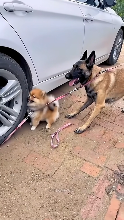 M0812026_Full story here 👉 httpsshelterus.themtraicay.com672303  #fyp #dogs #helpanimals #loveanimals #foryou #viral_part1