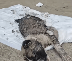 M0112004_Abused Puppy Brave Fight Torture to Triumph #animalrescue #pu…_part2