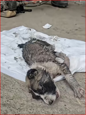 M0112004_Abused Puppy Brave Fight Torture to Triumph #animalrescue #pu…_part2