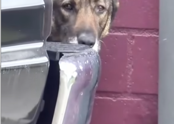 M0812028_Part1 Animals Rescue #dogrescue #rescuedog #dogsofttiktok #foryoupage #foryou #dogs_part2