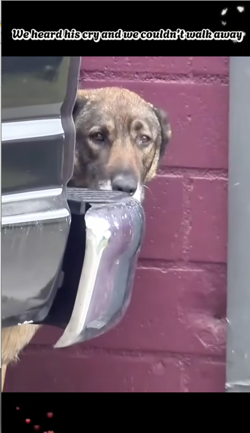 M0812028_Part1 Animals Rescue #dogrescue #rescuedog #dogsofttiktok #foryoupage #foryou #dogs_part2