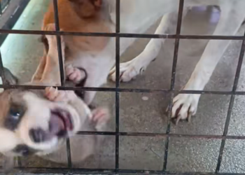 M0812029_Narinig ko umiiyak ang puppies kaya dali dali kong pinuntahan. Nakalusot pala ang ulo sa steel matting. Mother instinct h_part2