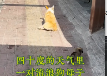 M0812031_A homeless mother and child are still searching for food in 40-degree weather_part2