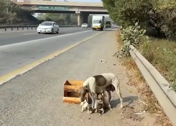 M0812032_Waiting near highway, she used all her strength to ask passersby for help. Animal’s Cottage – Rescue Center_part2
