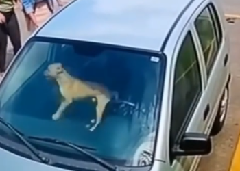 M0812033_CACHORRO CARAMELO PRESO EM CARRO NO ESTACIONAMENTO HOMEM SE RECUSA_part2