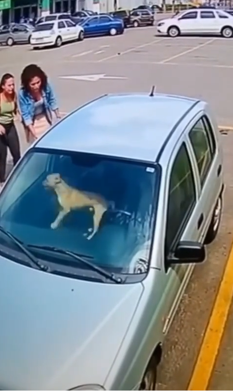 M0812033_CACHORRO CARAMELO PRESO EM CARRO NO ESTACIONAMENTO HOMEM SE RECUSA_part2