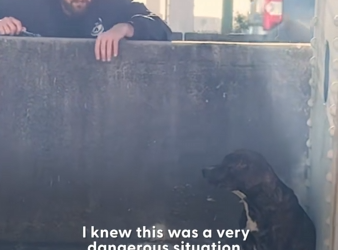 M0812036_Potties Reacued After Being Stuck On Bridge Over Hours #dog_part2