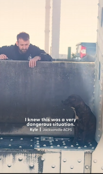 M0812036_Potties Reacued After Being Stuck On Bridge Over Hours #dog_part2