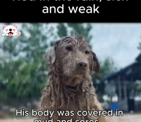 M0812037_Tied in rain, sick weak his eyes were ful. #dogsoftiktok #re…_part2