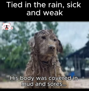 M0812037_Tied in rain, sick weak his eyes were ful. #dogsoftiktok #re…_part2
