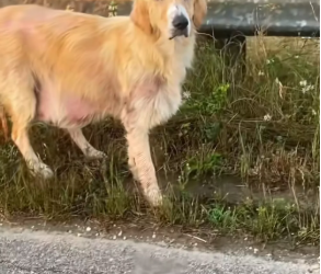 M0812038_rescued sick golden retriever #tiktok#foryou#rescued#dog#fyp_part2