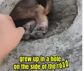 M0812039_stray dog grew up in hole on side of road #shorts #do…_part2