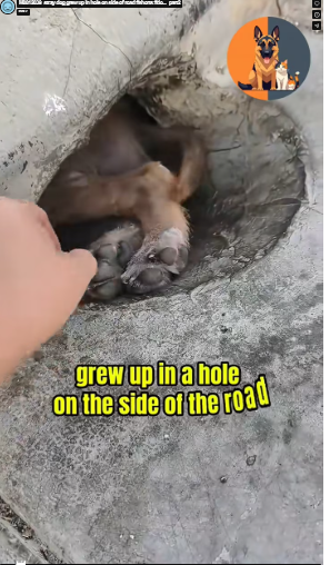M0812039_stray dog grew up in hole on side of road #shorts #do…_part2