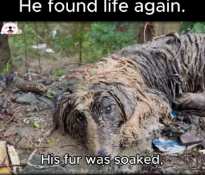 M0812040_mud storm he found life again. #dogsoftiktok #resc…_part2