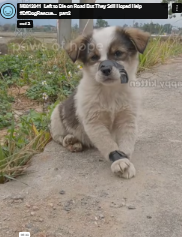 M0812041_Left to Die on Road But They Still Hoped Help #D#DogRescue…_part2