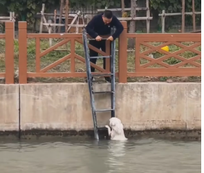 M0812042_Rescue poor dog #dog #trending #xuhuong #fyp #pet_part2