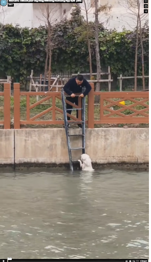 M0812042_Rescue poor dog #dog #trending #xuhuong #fyp #pet_part2