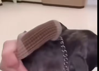 M0812045_Animals Rescue #rescuedog #dogrescue #foryoupage #foryou #dogs (1)_part2